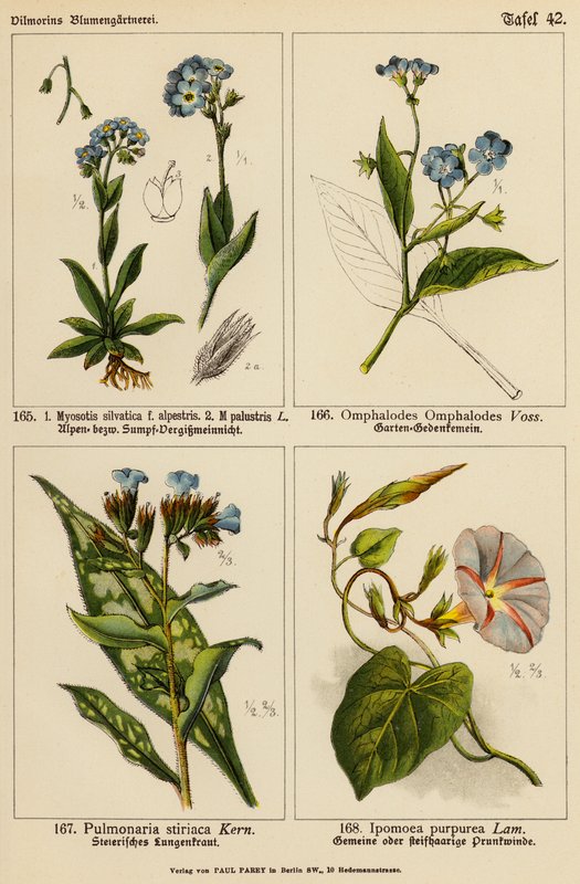 Myosotis silvatica, Myosotis palustris, Omphalodes omphalodes, Pulmonaria stiriaca, Ipomoea purpurea (color litho) autorstwa (after) German School