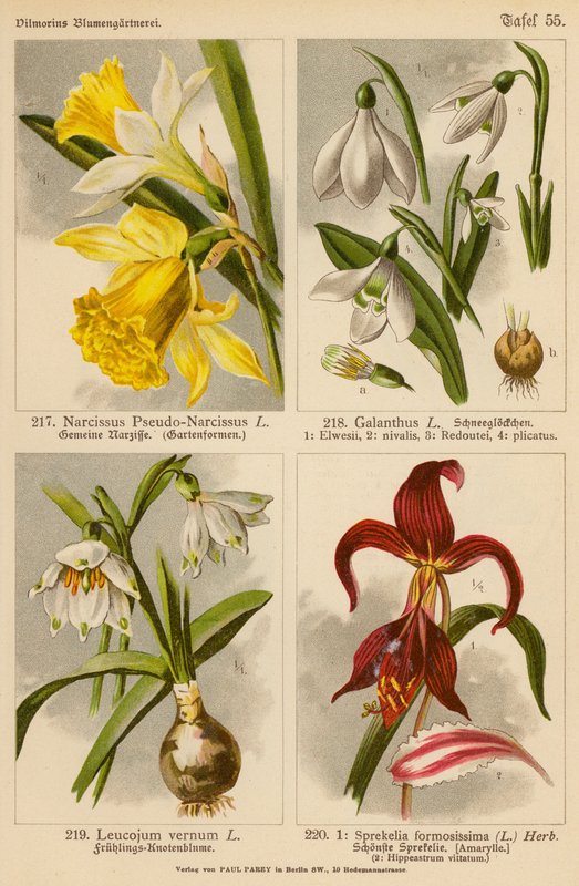 Narcissus Pseudo-Narcissus, Galanthus, Leucojum Vernum, Sprekelia Formosissima (litografia barwna) autorstwa (after) German School