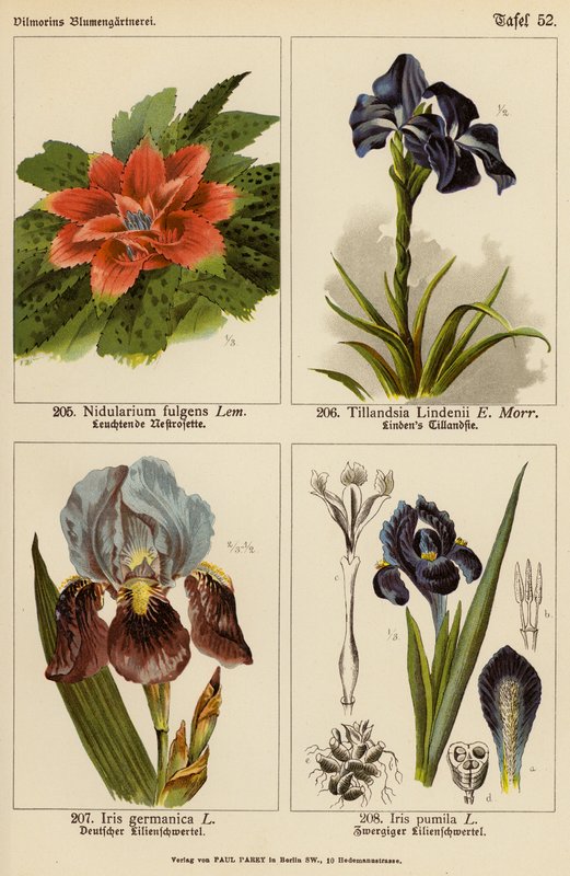 Nidularium Fulgens, Tillandsia Lindenii, Iris Germanica, Iris Pumila (kolor lito) autorstwa (after) German School