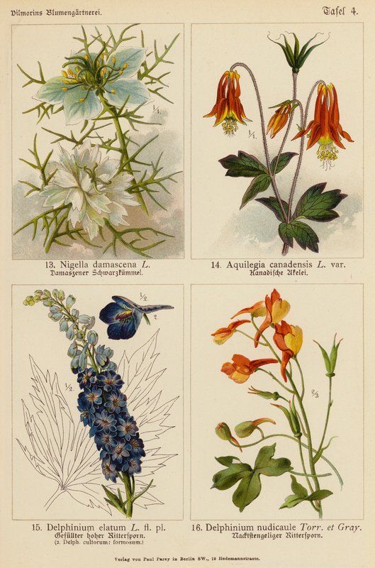 Nigella Damascena, Aquilegia Canadensis, Delphinium Elatum, Delphinium Nudicaule (kolorowa litografia) autorstwa (after) German School
