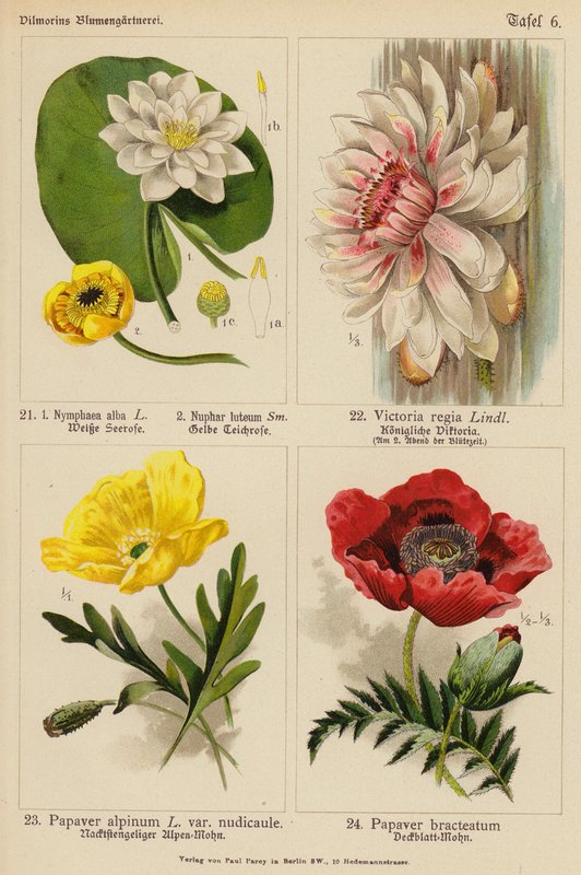 Nymphaea Alba, Nuphar Luteum, Victoria Regia, Papaver Alpinum, Papaver Bracteatum (kolorowa litografia) autorstwa (after) German School