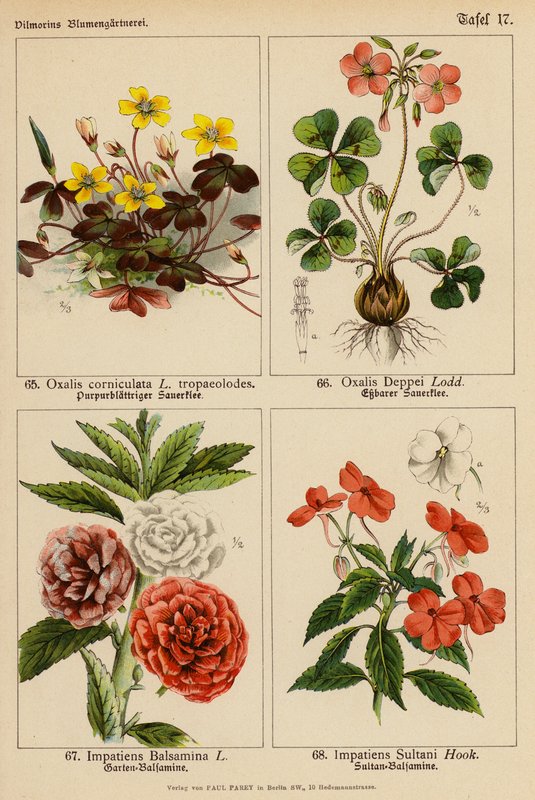 Oxalis Corniculata, Oxalis Deppei, Impatiens Balsamina, Impatiens Sultani (kolorowa litografia) autorstwa (after) German School