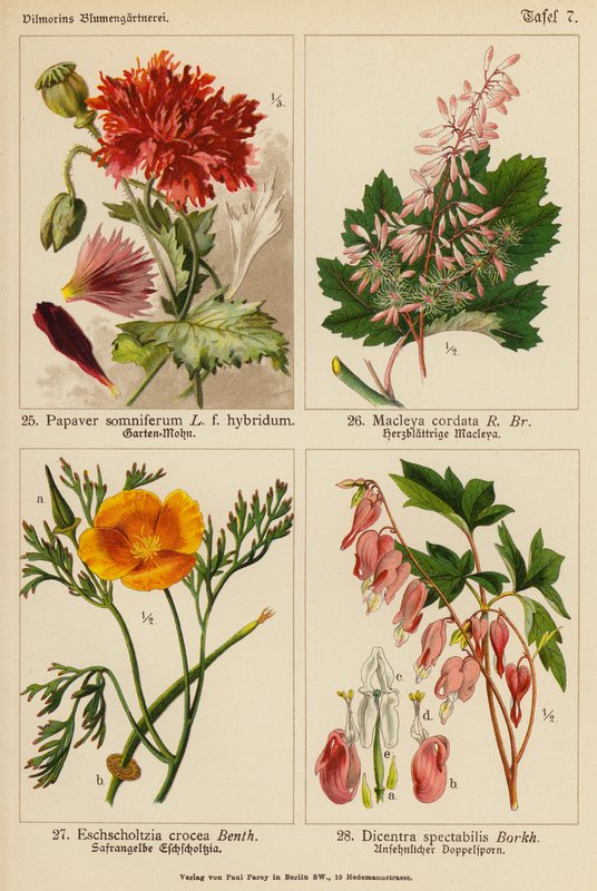 Papaver Somniferum, Macleya Cordata, Eschscholtzia Crocea, Dicentra Spectabilis (kolorowa litografia) autorstwa (after) German School