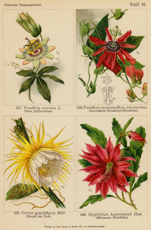Passiflora Coerulea, Passiflora Racemosa, Cereus Grandiflorus, Epiphyllum Ackermannii (kolor lito) autorstwa (after) German School