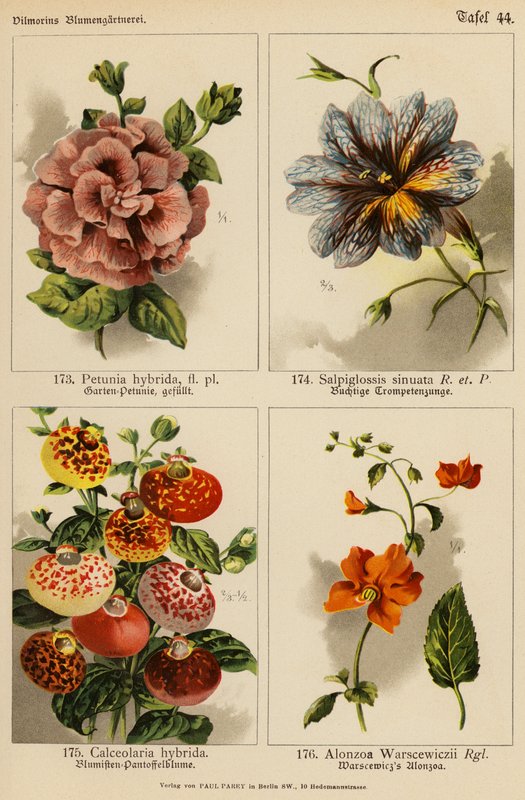 Petunia Hybrida, Salpiglossis Sinuata, Calceolaria Hybrida, Alonzoa Warscewiczii (litografia barwna) autorstwa (after) German School