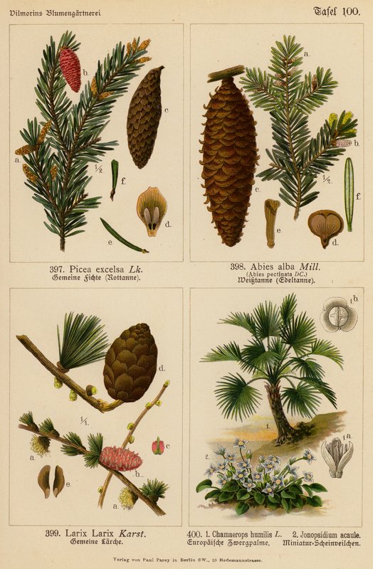 Picea Excelsa, Abies Alba, Larix Larix, Chamaerops Humilis, Jonopsidium Acaule (litografia barwna) autorstwa (after) German School