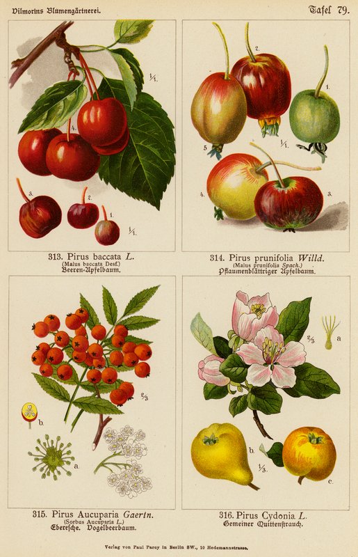Pirus Baccata, Pirus Prunifolia, Pirus Aucuparia, Pirus Cydonia (kolor lito) autorstwa (after) German School