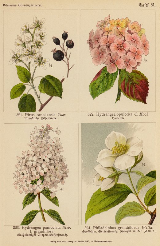 Pirus Canadensis, Hydrangea Opulodes, Hydrangea Paniculata, Philadelphus Grandiflorus (kolorowa litografia) autorstwa (after) German School