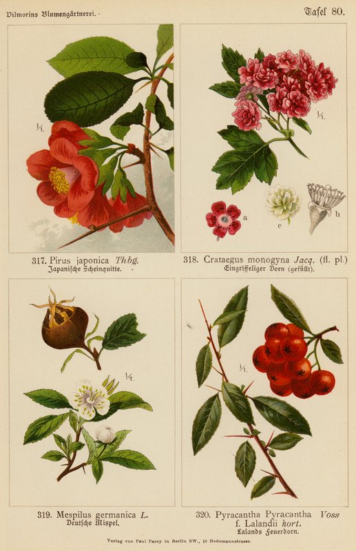 Pirus Japonica, Crataegus Monogyna, Mespilus Germanica, Pyracantha Pyracantha (kolorowa litografia) autorstwa (after) German School