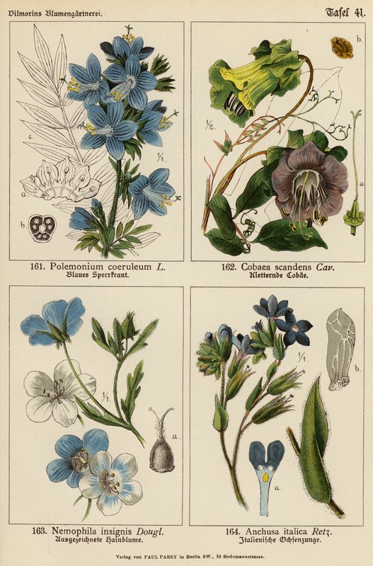 Polemonium Coeruleum, Cobaea Scandens, Nemophila Insignis, Anchusa Italica (kolorowa litografia) autorstwa (after) German School