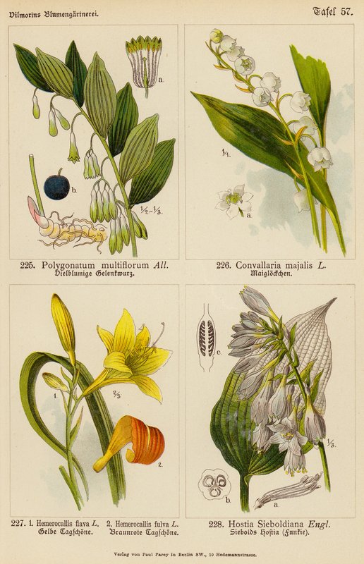Polygonatum Multiflorum, Convallaria Majalis, Hemerocallis Flava, Hemerocallis Fulva, Hostia Sieboldiana (kolor lito) autorstwa (after) German School