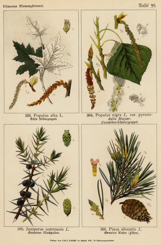 Populus Alba, Populus Nigra, Juniperus Communis, Pinus Silvestris (kolorowa litografia) autorstwa (after) German School