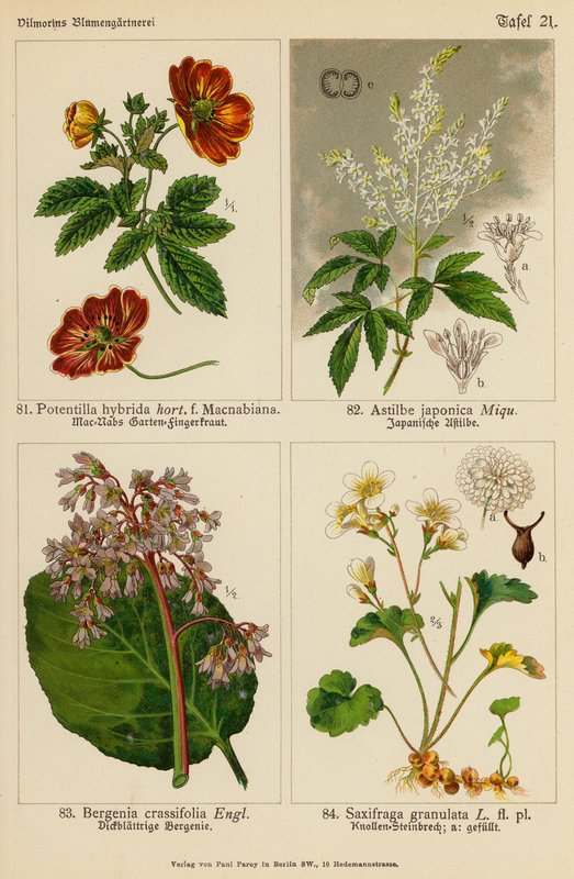Potentilla Hybrida, Astilbe Japonica, Bergenia Crassifolia, Saxifraga Granulata (kolorowa litografia) autorstwa (after) German School
