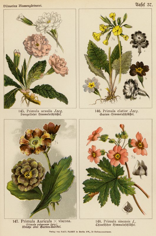 Primula Acaulis, Primula Elatior, Primula Auricula x Viscoa, Primula Pubescens, Primula Sinensis (kolor lito) autorstwa (after) German School