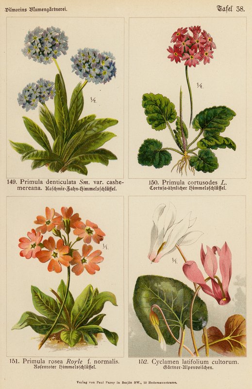 Primula Denticulata, Primula Cortusodes, Primula Rosea, Cyclamen Latifolium Cultorum (kolor lito) autorstwa (after) German School