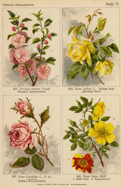 Prunus Triloba, Rosa Indica, Rosa Centifolia, Rosa Lutea (litografia barwna) autorstwa (after) German School