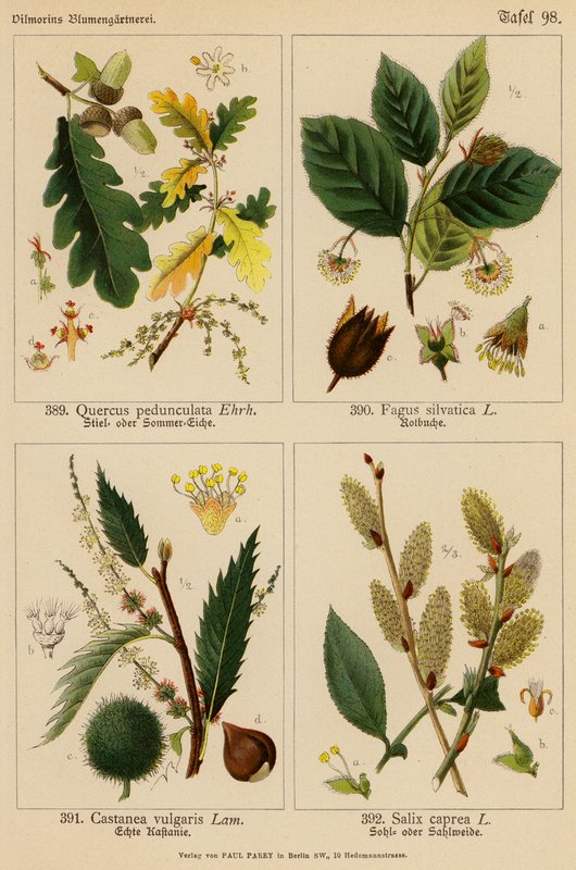Quercus Pedunculata, Fagus Silvatica, Castanea Vulgaris, Salix Caprea (kolorowa litografia) autorstwa (after) German School
