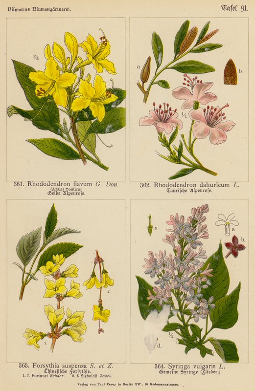 Rhododendron Flavum, Rhododendron Dahuricum, Forsythia Suspensa, Syringa Vulgaris (kolorowa litografia) autorstwa (after) German School