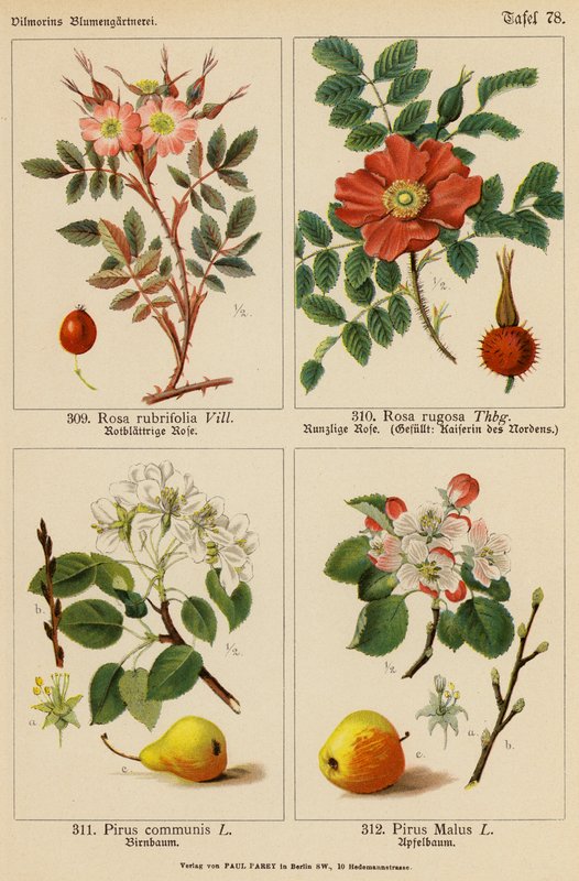 Rosa Rubrifolia, Rosa Rugosa, Pirus Communis, Pirus Malus (litografia kolorowa) autorstwa (after) German School