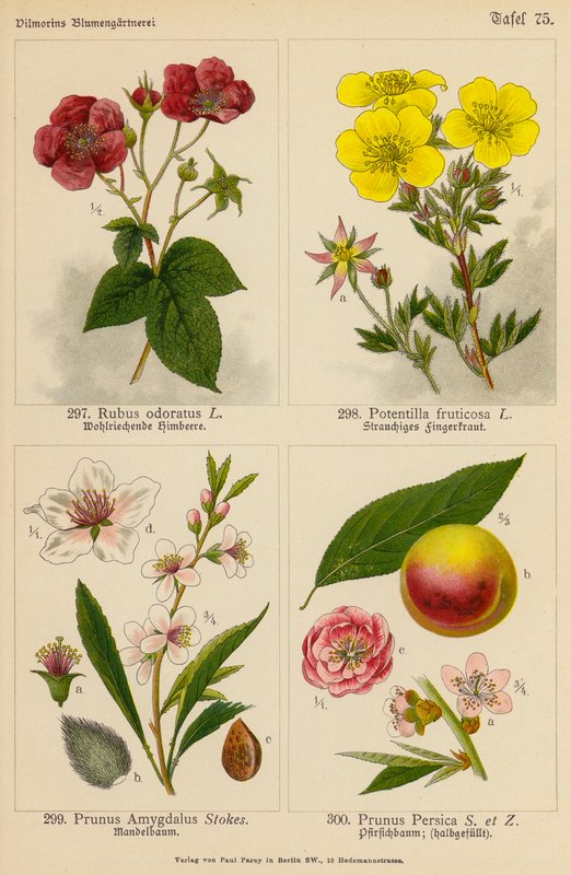 Rubus Odoratus, Potentilla Fruticosa, Prunus Amygdalus, Prunus Persica (kolorowa litografia) autorstwa (after) German School