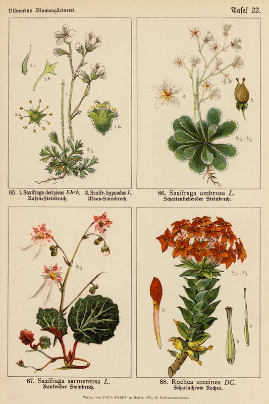 Saxifraga Decipiens, Saxifraga Hypnodes, Saxifraga Umbrosa, Saxifraga Sarmentosa, Rochea Coccinea (kolor lito) autorstwa (after) German School