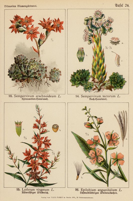 Sempervivum Arachnoideum, Sempervivum Tectorum, Lythrum Virgatum, Epilobium Angustifolium (kolor lito) autorstwa (after) German School