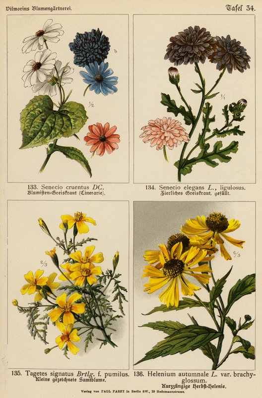 Senecio Cruentus, Senecio Elegans, Tagetes Signatus, Helenium Autumnale (kolorowa litografia) autorstwa (after) German School