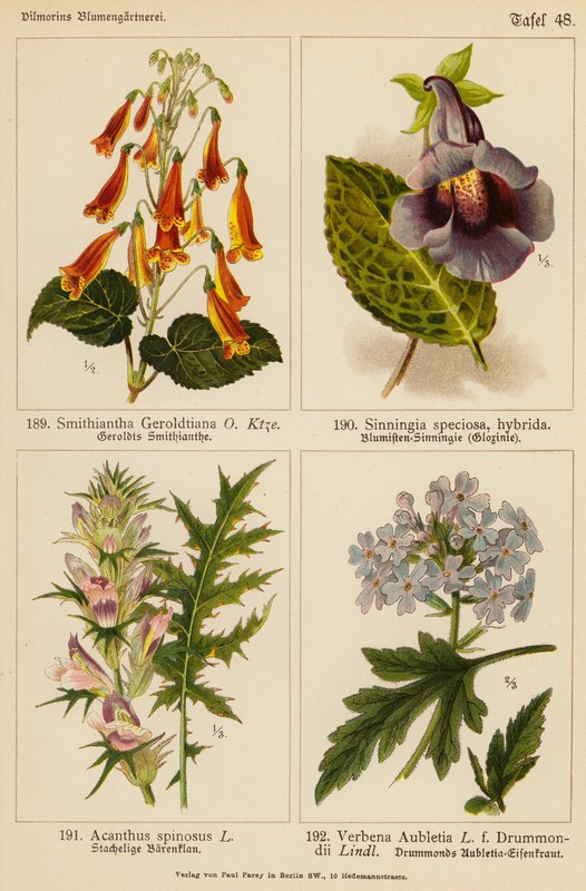 Smithiantha Geroldtiana, Sinningia Speciosa, Acanthus Spinosus, Verbena Aubletia (kolorowa litografia) autorstwa (after) German School