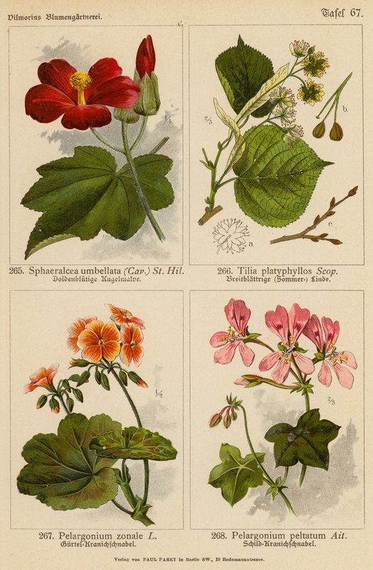 Sphaeralcea Umbellata, Tilia Platyphyllos, Pelargonium Zonale, Pelargonium Peltatum (kolor lito) autorstwa (after) German School