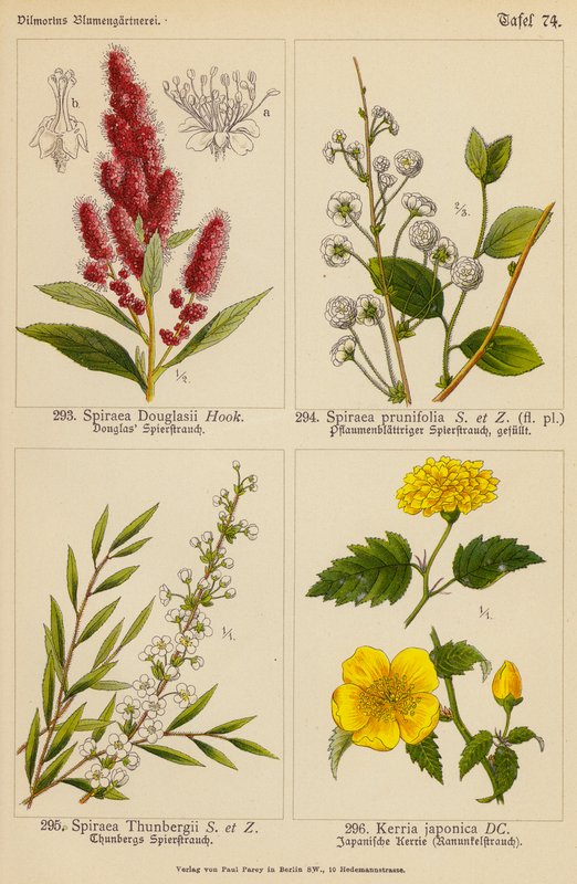 Spiraea Douglasii, Spiraea Prunifolia, Spiraea Thunbergii, Kerria Japonica (kolorowa litografia) autorstwa (after) German School