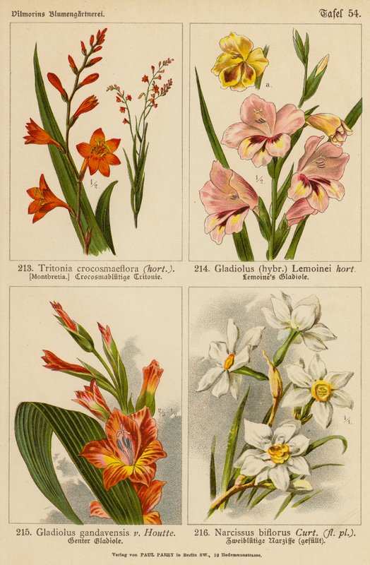 Tritonia Crocosmaeflora, Gladiolus Lemoinei, Gladioulus Gandavensis, Narcissus Biflorus (kolorowa litografia) autorstwa (after) German School