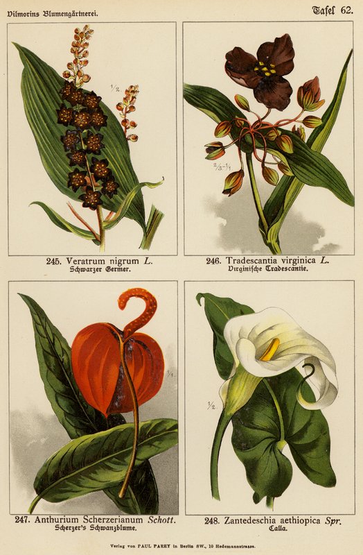 Veratrum Nigrum, Tradescantia Virginica, Anthurium Scherzerianum, Zantedeschia Aethiopica (kolorowa litografia) autorstwa (after) German School