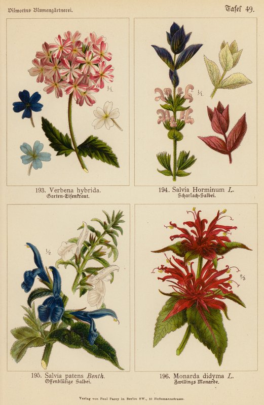 Verbena Hybrida, Salvia Horminum, Salvia Patens, Monarda Didyma (kolorowa litografia) autorstwa (after) German School