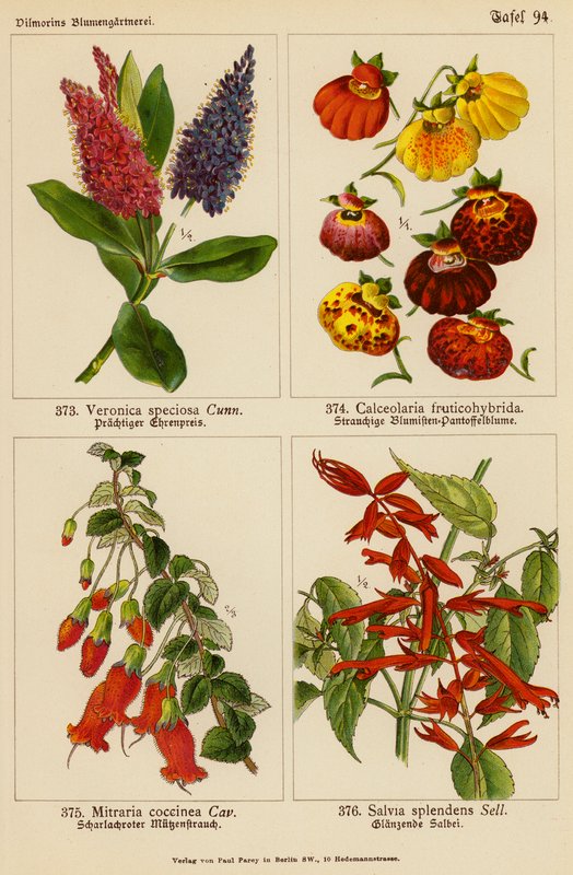 Veronica Speciosa, Calceolaria Fruticohybrida, Mitraria Coccinea, Salvia Splendens (kolorowa litografia) autorstwa (after) German School