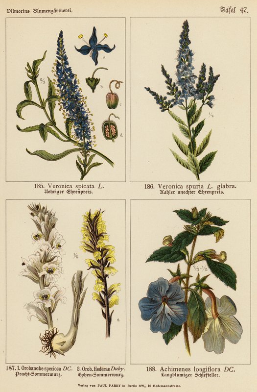 Veronica Spicata, Veronica Spuria, Orobanche Speciosa, Orobanche Hederae, Achimenes Longiflora (kolor lito) autorstwa (after) German School