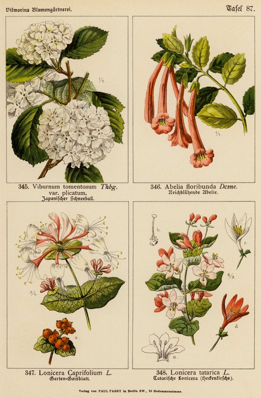 Viburnum Tomentosum, Abelia Floribunda, Lonicera Caprifolium, Lonicera Tatarica (kolor lito) autorstwa (after) German School