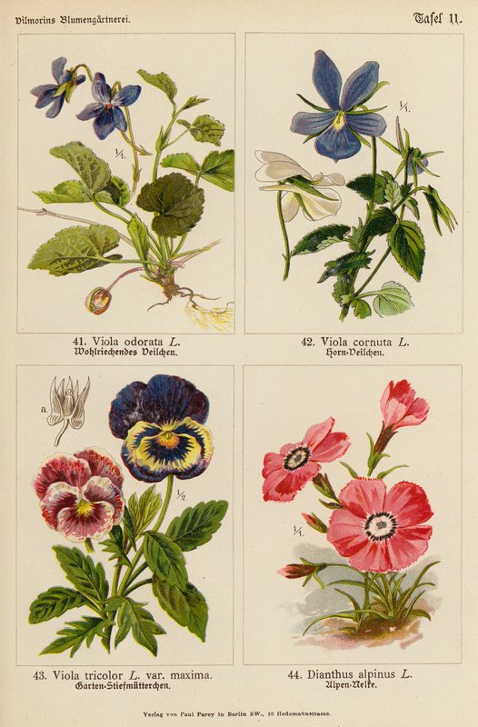 Viola odorata, Viola cornuta, Viola tricolor, Dianthus alpinus (kolor lito) autorstwa (after) German School
