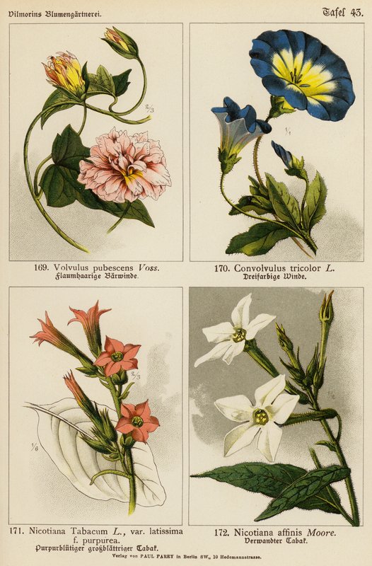 Volvulus Pubescens, Convolvulus Tricolor, Nicotiana Tabacum, Nicotiana Affinis (kolor lito) autorstwa (after) German School