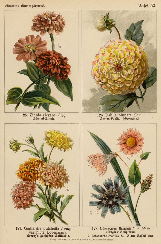Zinnia Elegans, Dahlia Pinnata, Gaillardia Pulchella, Helipterum Manglesii, Catananche Coerulea (kolorowa litografia) autorstwa (after) German School
