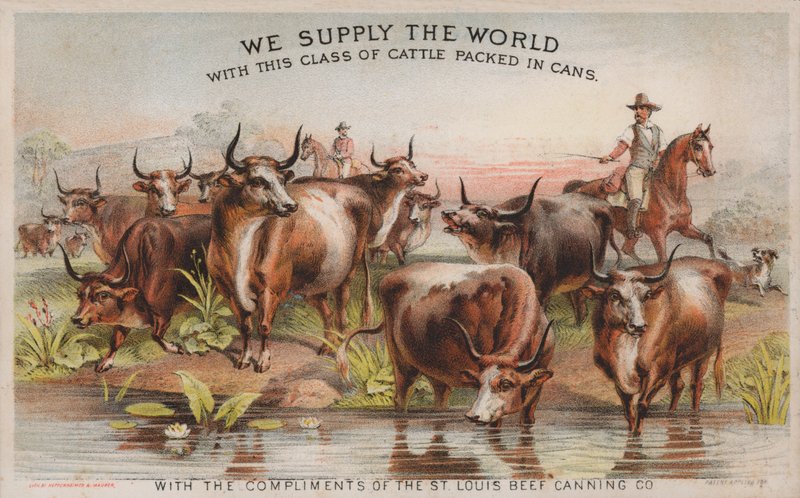 Kowboje na spędzie bydła, reklama firmy St Louis Beef Canning Company autorstwa American School