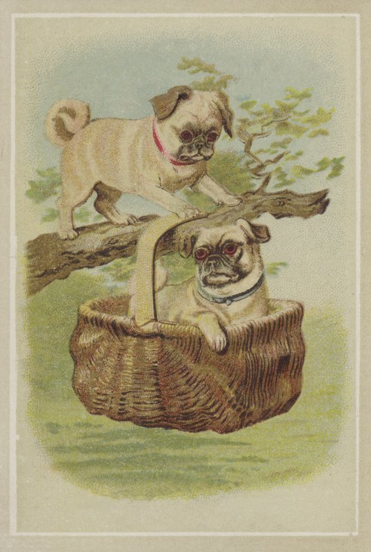 Psy Pug autorstwa American School