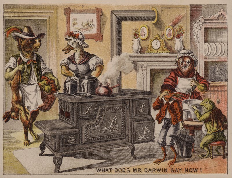 Co teraz mówi pan Darwin? Amerykańska karta handlowa dla pieców kuchennych Leader wyprodukowanych przez Eddy, Corse & Co, Troy, Nowy Jork autorstwa American School