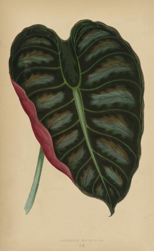 Alocasia Metallica autorstwa English School