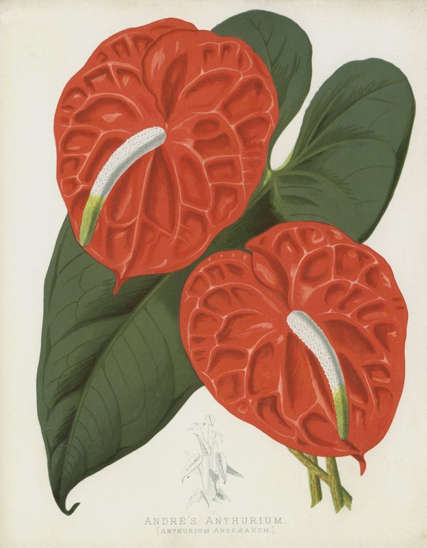 Anturium Andres, Anthurium Andraeanum autorstwa English School