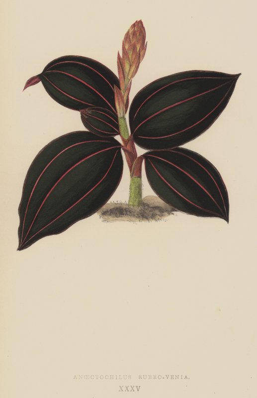 Anoectochilus Rubro-Venia autorstwa English School