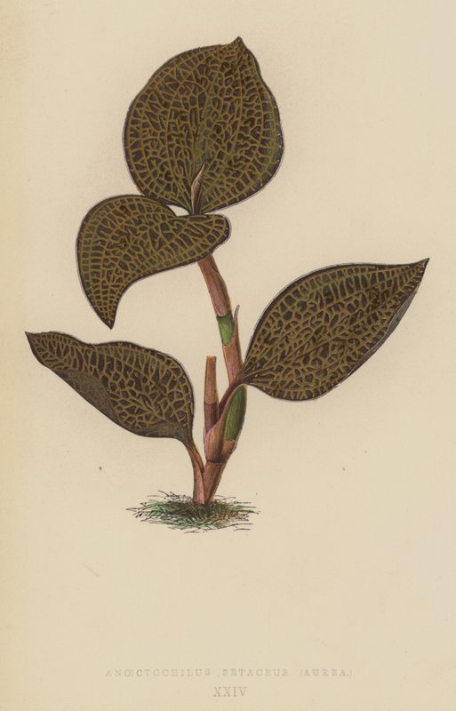 Anoectochilus Setaceus, Aurea autorstwa English School