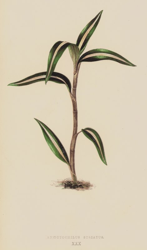 Anoectochilus striatus autorstwa English School