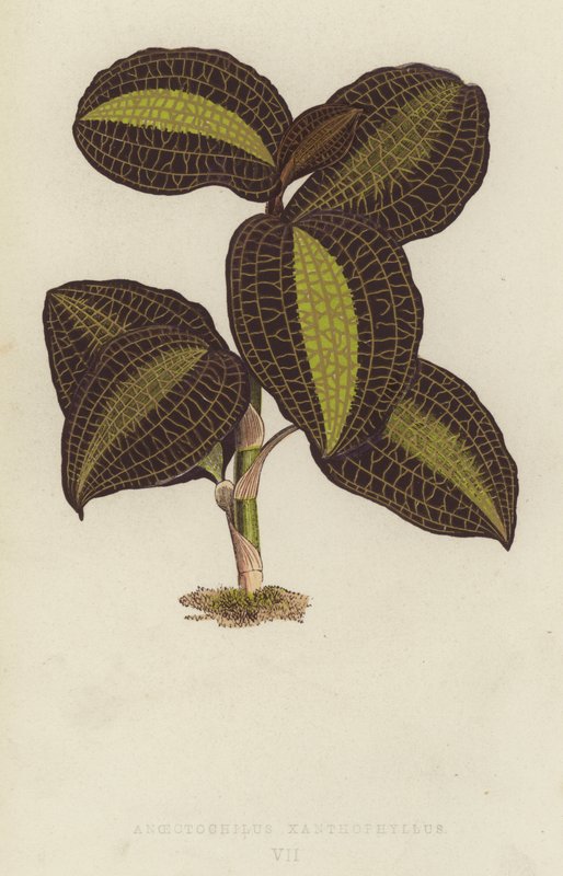 Anoectochilus Xanthophyllus autorstwa English School