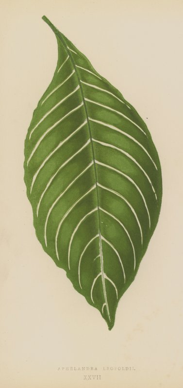 Aphelandra Leopoldii autorstwa English School