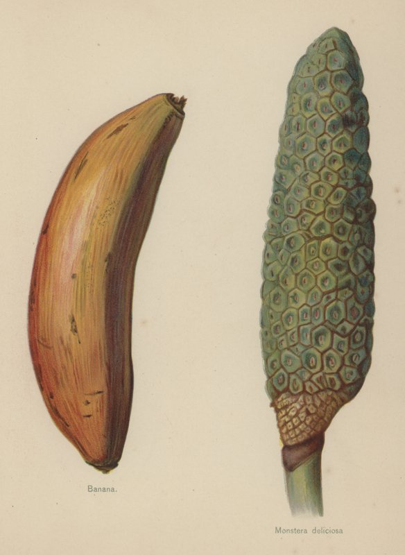 Banan, Monstera Deliciosa autorstwa English School